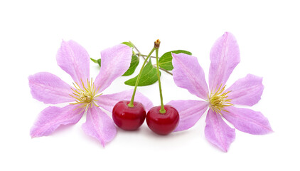 Purple clematis with cherries.