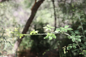 El Pardo