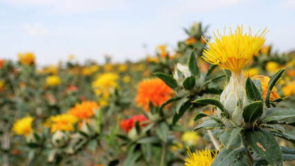 Safflower tinting on the field. Close up.