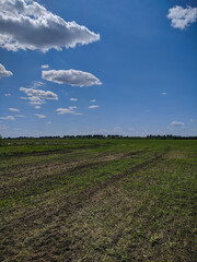 Russian outback, view of the blue sky and green meadows in Kamen-na-Obi, Altai, Russia. Vertical.
