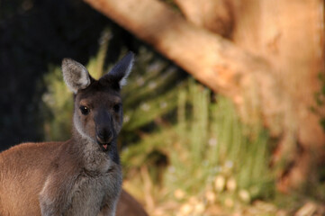 Australian Grey Kangaroo in bushland
