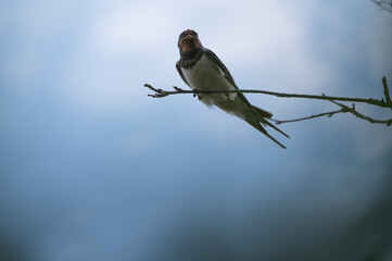photo close up of an adult bird a swallow sitting on a small tree branch against a blue sky