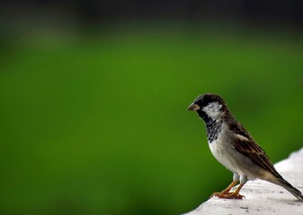sparrow on the grass