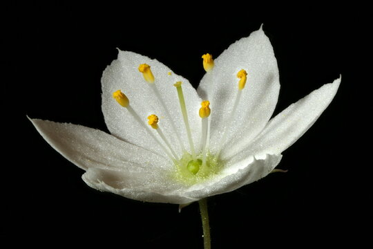 Chickweed Wintergreen (Trientalis europaea). Flower Closeup