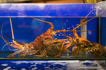 Raw Seafood giant prawn preserved in a water bucket for customers in a fancy restaurant during the vacation in Bali