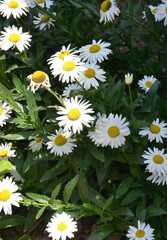 Obraz premium white daisy in the garden