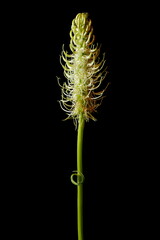 Spiked Rampion (Phyteuma spicatum). Inflorescence Closeup