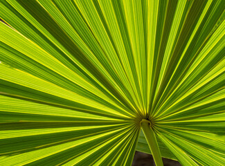 Close-up of Cabbage Palm or Sebal palm frond