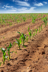 Fototapeta na wymiar corn field in spring