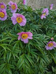 Blooming pink flowers with yellow stamens are surrounded by green grass in Kamen-na-Obi, Altai, Russia. Vertical.