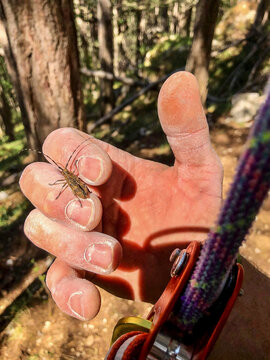 a bug is crowling on the hand