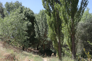 El Pardo