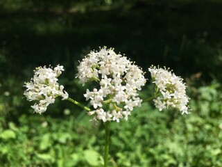 white flowers in the park