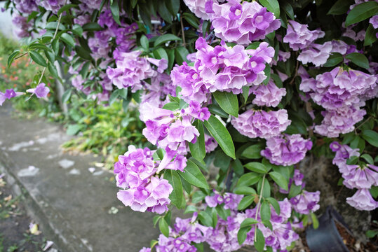 Beautiful full blooming of climbing purple blossom calls garlic vine (Ajo Sacha) or false garlic plant (Mansoa alliacea ,Mansoa hymenaea) ,which is tropical liana in family Bignoniaceae 