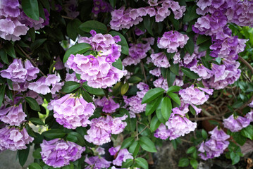Beautiful full blooming of climbing purple blossom calls garlic vine (Ajo Sacha) or false garlic plant (Mansoa alliacea ,Mansoa hymenaea) ,which is tropical liana in family Bignoniaceae 