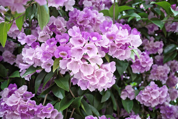 Beautiful full blooming of climbing purple blossom calls garlic vine (Ajo Sacha) or false garlic plant (Mansoa alliacea ,Mansoa hymenaea) ,which is tropical liana in family Bignoniaceae  © ajisai13