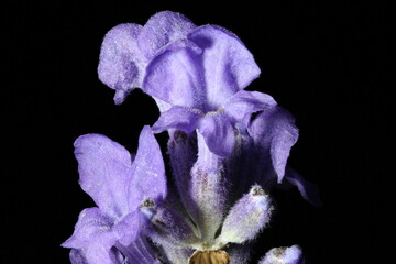 English Lavender (Lavandula angustifolia). Inflorescence Detail Closeup