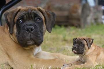 Bullmastiff