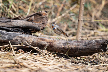 Blue Throat