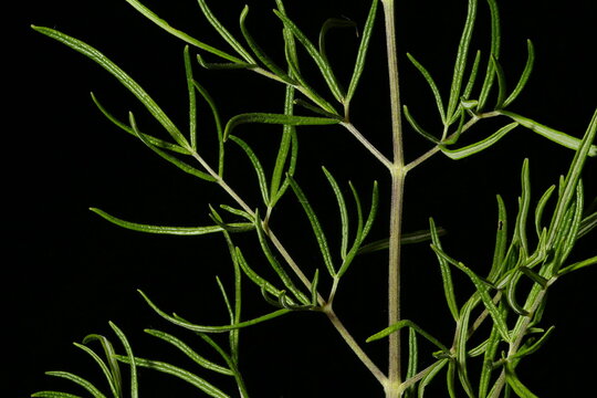 Bright Meadow-Rue (Thalictrum lucidum). Leaf Detail Closeup