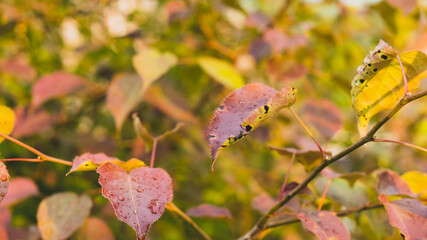 autumn, background, beautiful, bright, color, green, leaf, leaves, natural, nature, plant, raindrop, season, tree, yellow