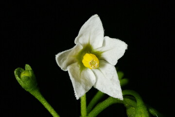 Naklejka na ściany i meble Black Nightshade (Solanum nigrum). Flower Closeup