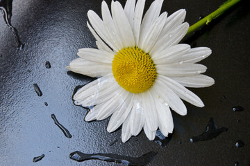 Fototapeta premium white daisy on black background