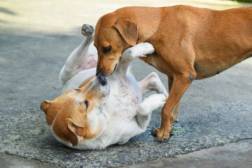 Two dogs playing on the floor of the house.