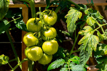 Green tomatoes on the panicle