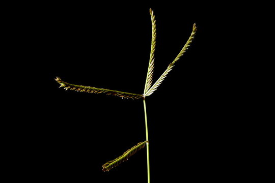 Yard Grass (Eleusine indica). Inflorescence Closeup