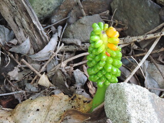 Close up of fruit of arum lilies