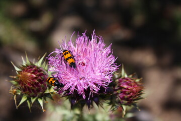 Close up of beetles above a thistle flower