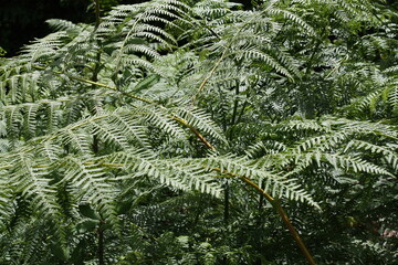 Close up of fern leaves