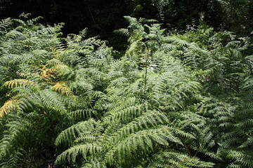 Close up of fern leaves