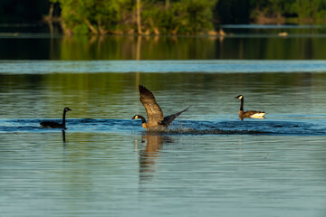 Canadian geese on the lake. Natural scene from Wisconsin.
