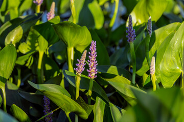 Obraz premium Pickerel weed flower - Pontederia cordata