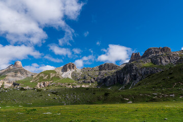 Beautiful Flowers grass blooming in summer, green field, mountain background like heaven Dolomites, Italy