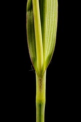 Garden Spiderwort (Tradescantia x andersoniana). Stem and Leaf Base Closeup