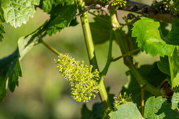 Close-up of flowering wine grapes with green leaves