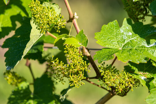 Close-up of flowering wine grapes with green leaves