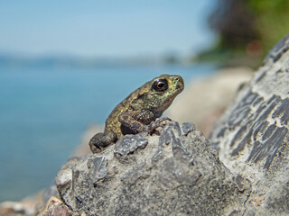 Juvenile toad on the way from the lake to the forest