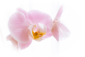 Orchidee / Orchidaceae © Thomas Watz