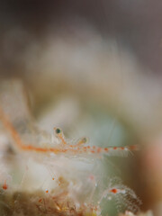Translucent Gorgonian Shrimp (Manipontonia psamathe)