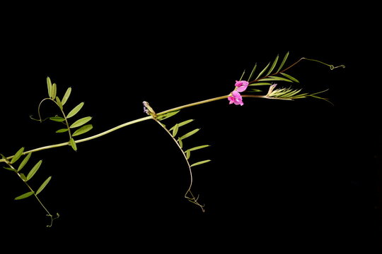 Narrow-Leaved Vetch (Vicia angustifolia). Habit