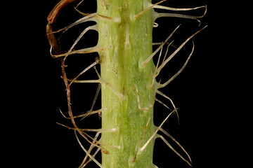 Opium poppy (Papaver somniferum). Stem Closeup