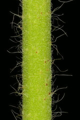 Agrimony (Agrimonia eupatoria). Stem Closeup