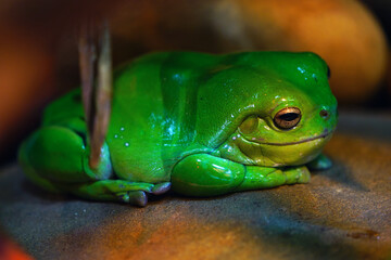 A green tree frog amphibian