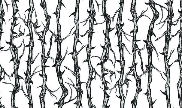 62 954 最適な 茨 画像 ストック写真 ベクター Adobe Stock