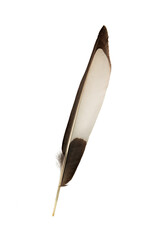 close view of black and white magpie feather on white background