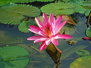 Pink water lily flower, (Nymphaea rubra)